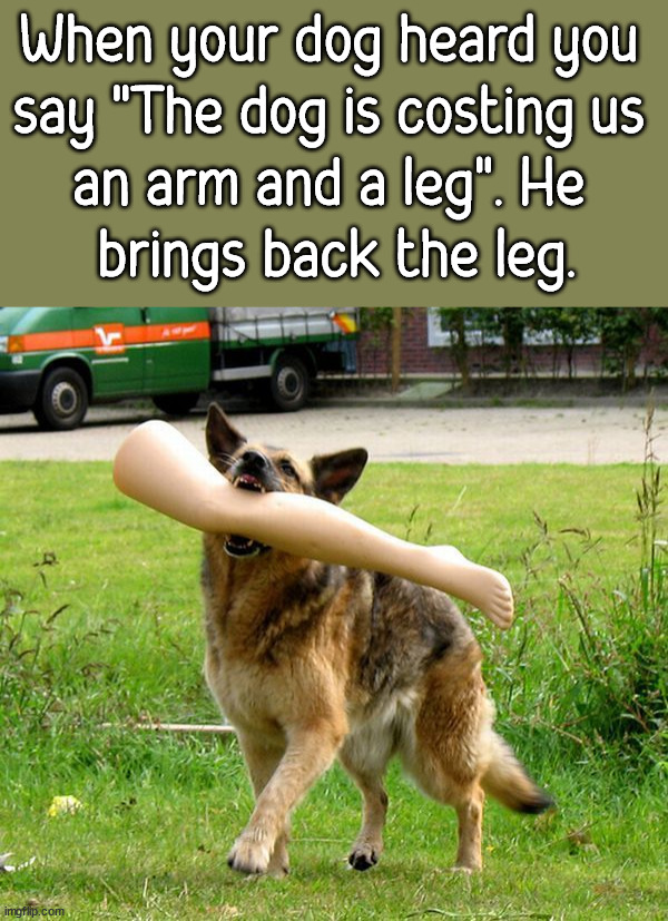 When your dog heard you 
say "The dog is costing us 
an arm and a leg". He 
brings back the leg. | image tagged in dogs | made w/ Imgflip meme maker