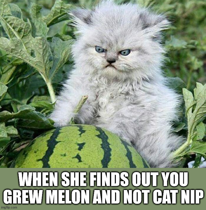 WHEN SHE FINDS OUT YOU GREW MELON AND NOT CAT NIP | image tagged in cats | made w/ Imgflip meme maker