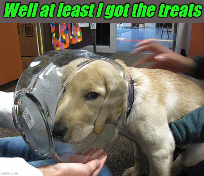 Well at least I got the treats | image tagged in dogs | made w/ Imgflip meme maker