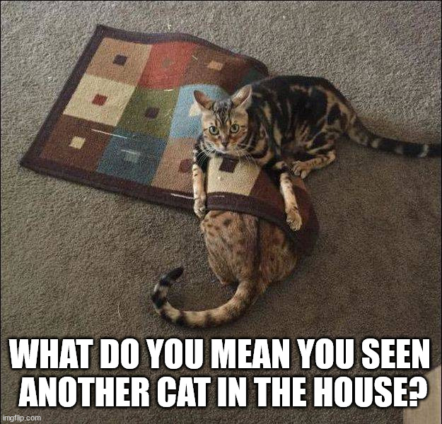 WHAT DO YOU MEAN YOU SEEN 
ANOTHER CAT IN THE HOUSE? | image tagged in cats | made w/ Imgflip meme maker