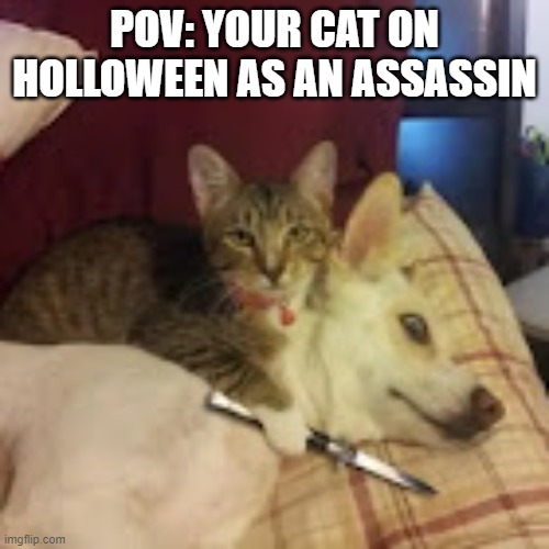 :> | POV: YOUR CAT ON HOLLOWEEN AS AN ASSASSIN | image tagged in give catnap or else | made w/ Imgflip meme maker