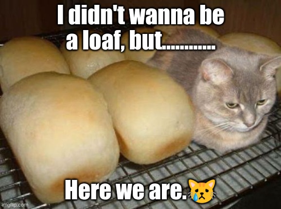 #catloaf | I didn't wanna be a loaf, but............ Here we are.? | image tagged in cat loaf | made w/ Imgflip meme maker