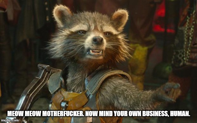rocket racoon | MEOW MEOW MOTHERFUCKER. NOW MIND YOUR OWN BUSINESS, HUMAN. | image tagged in rocket racoon | made w/ Imgflip meme maker