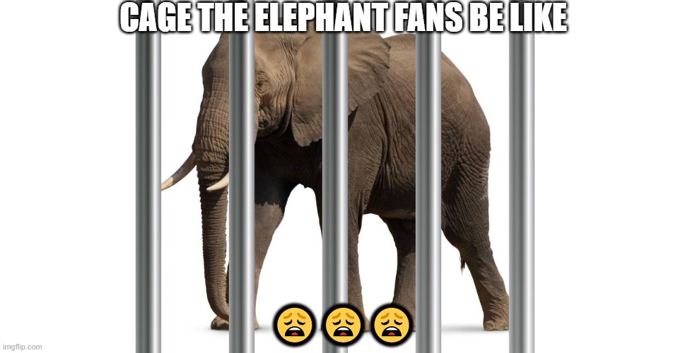 are you a cage the elephant fan???????? | CAGE THE ELEPHANT FANS BE LIKE; 😩😩😩 | image tagged in elephant,music | made w/ Imgflip meme maker