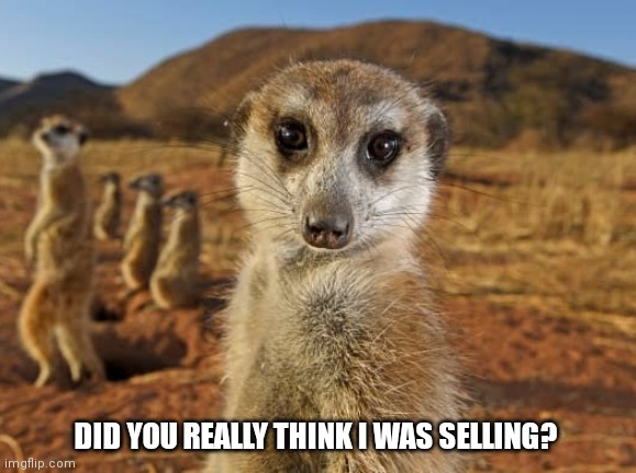 Im not selling! | DID YOU REALLY THINK I WAS SELLING? | image tagged in stonks,amc,gme,robbinhood,stimulus | made w/ Imgflip meme maker