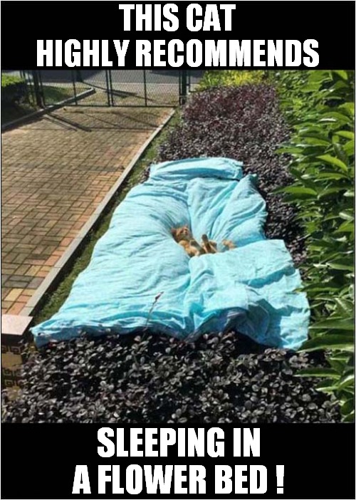 The Purrrfect Place For A Snooze ! | THIS CAT HIGHLY RECOMMENDS; SLEEPING IN A FLOWER BED ! | image tagged in cats,flower bed,snooze | made w/ Imgflip meme maker