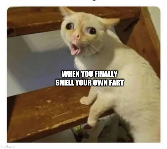 cat meme | WHEN YOU FINALLY SMELL YOUR OWN FART | image tagged in coughing cat | made w/ Imgflip meme maker