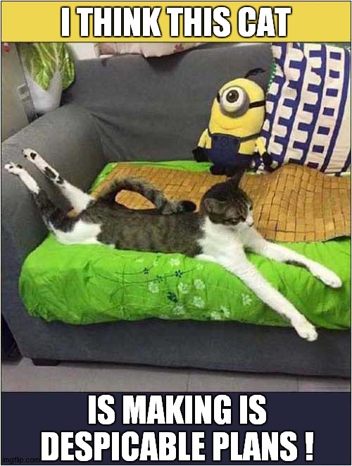 Is This Cat Named Gru ? | I THINK THIS CAT; IS MAKING IS DESPICABLE PLANS ! | image tagged in cats,minions,despicable me | made w/ Imgflip meme maker