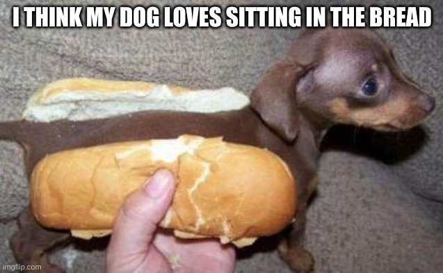 the hot  dog | I THINK MY DOG LOVES SITTING IN THE BREAD | image tagged in asian hot dog | made w/ Imgflip meme maker