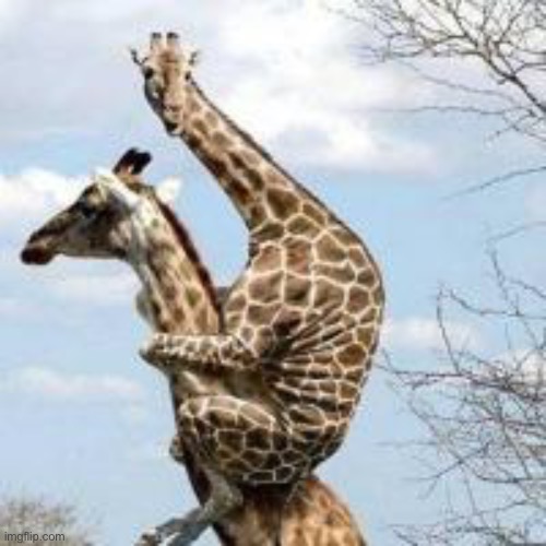 scared giraffe | image tagged in scared giraffe | made w/ Imgflip meme maker