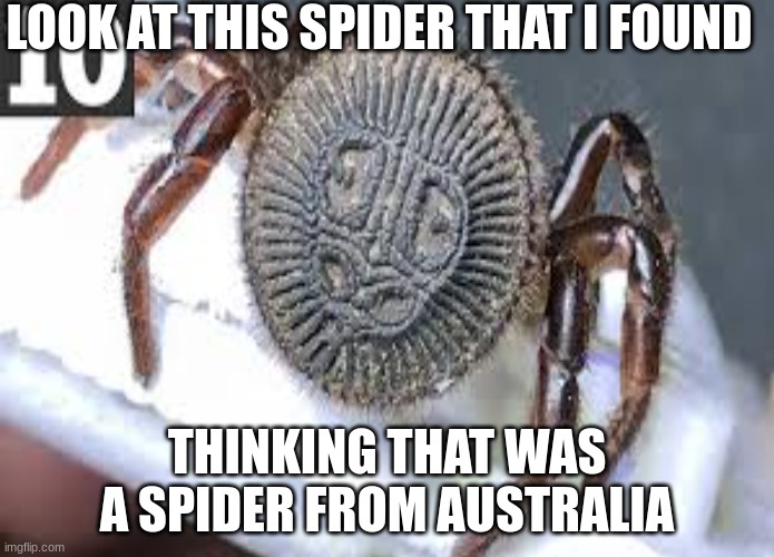 You can't blame me | LOOK AT THIS SPIDER THAT I FOUND; THINKING THAT WAS A SPIDER FROM AUSTRALIA | image tagged in funny memes | made w/ Imgflip meme maker