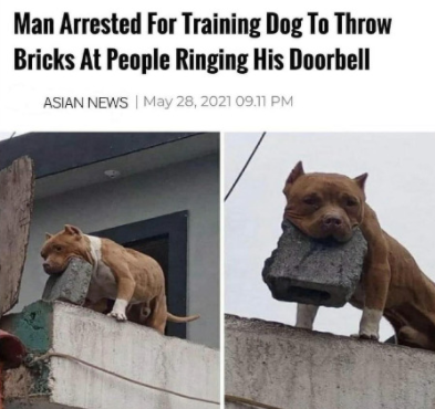 Brick Throwing Doggo Blank Meme Template