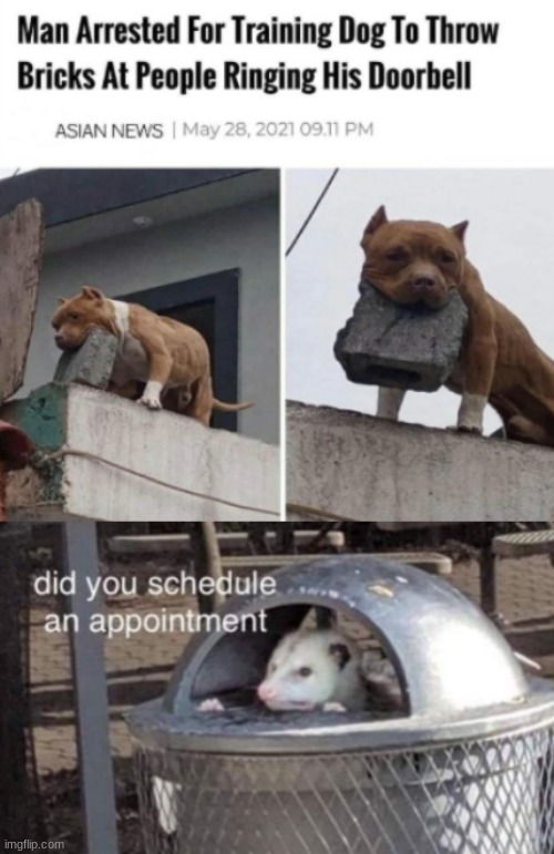 image tagged in brick throwing doggo,did you schedule an appointment | made w/ Imgflip meme maker