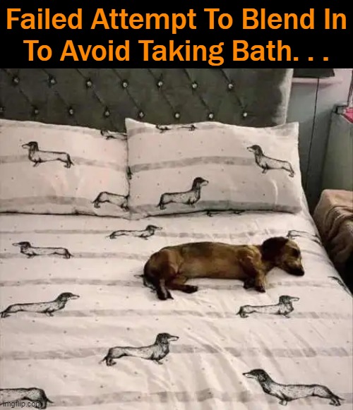 Ahhh.... | Failed Attempt To Blend In
To Avoid Taking Bath. . . | image tagged in fun,funny,little dog,so cute,lol | made w/ Imgflip meme maker