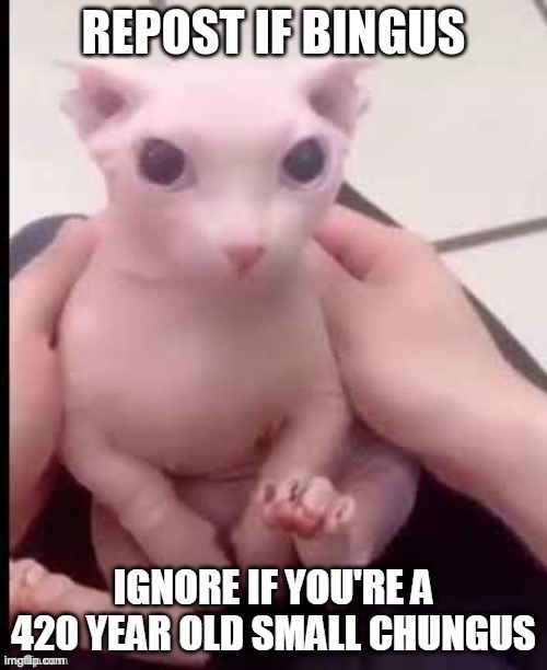 Bingus | made w/ Imgflip meme maker