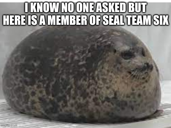 hi | I KNOW NO ONE ASKED BUT HERE IS A MEMBER OF SEAL TEAM SIX | image tagged in memes | made w/ Imgflip meme maker