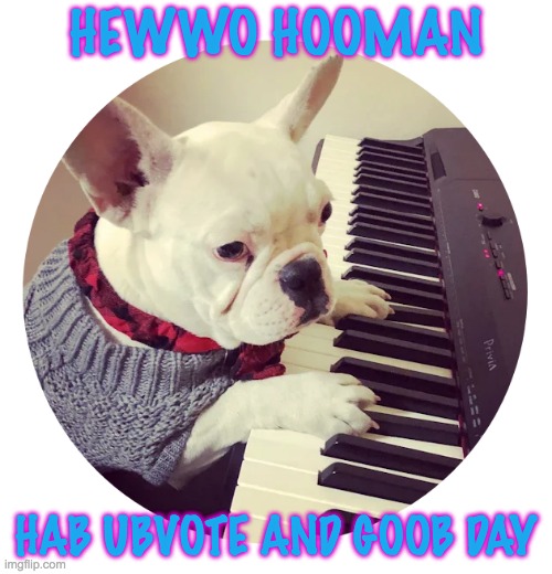 this is actually my dog, I swear | HEWWO HOOMAN; HAB UBVOTE AND GOOB DAY | image tagged in dog,upvote,french bulldog,piano | made w/ Imgflip meme maker