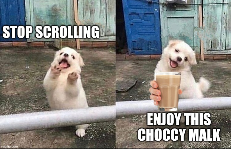 Hey Stop Scrolling Puppy | STOP SCROLLING; ENJOY THIS CHOCCY MALK | image tagged in hey stop scrolling puppy,stop reading the tags,i said stop,boi stop | made w/ Imgflip meme maker