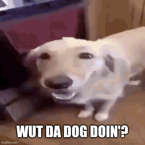 Butterdog | WUT DA DOG DOIN'? | image tagged in butterdog | made w/ Imgflip meme maker
