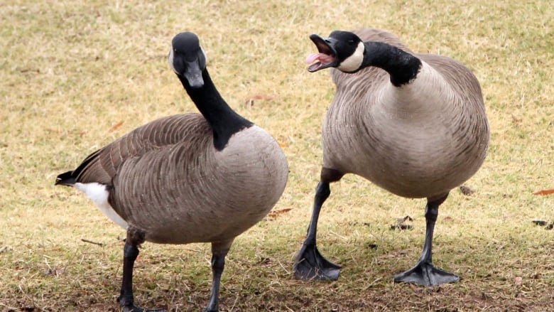 Two Geese Blank Meme Template