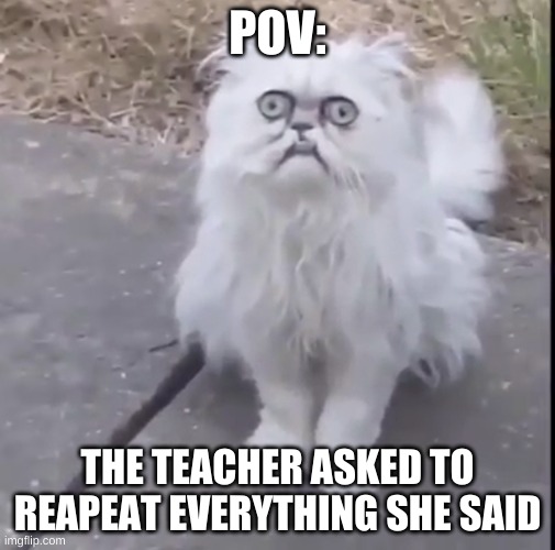Anyone else? | POV:; THE TEACHER ASKED TO REAPEAT EVERYTHING SHE SAID | image tagged in creepy cat | made w/ Imgflip meme maker