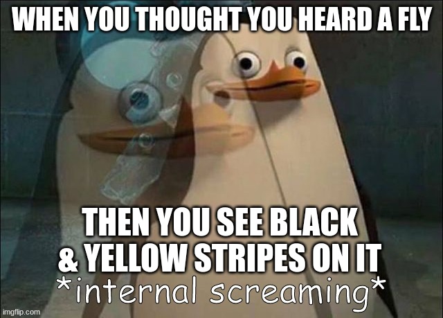 relatable anyone? just had this 15 minutes ago | WHEN YOU THOUGHT YOU HEARD A FLY; THEN YOU SEE BLACK & YELLOW STRIPES ON IT | image tagged in private internal screaming,relatable memes | made w/ Imgflip meme maker