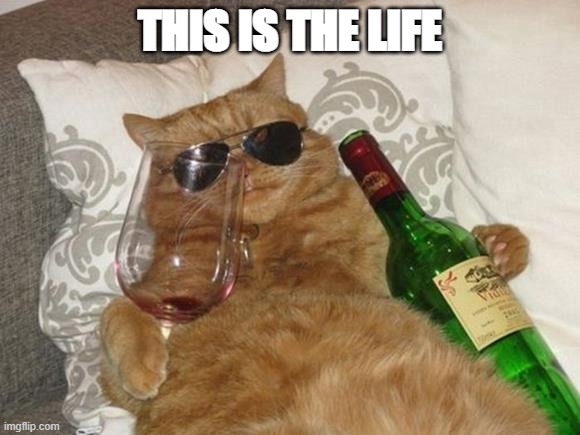 Funny Cat Birthday | THIS IS THE LIFE | image tagged in funny cat birthday | made w/ Imgflip meme maker