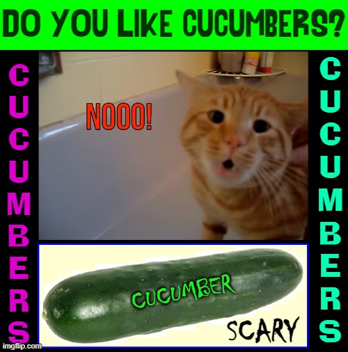 A Cat's Mortal Enemy... CUKES! |  DO YOU LIKE CUCUMBERS? C
U
C
U
M
B
E
R
S; C
U
C
U
M
B
E
R
S; CUCUMBER; SCARY | image tagged in vince vance,cats,cucumbers,i love cats,meow,funny cat memes | made w/ Imgflip meme maker