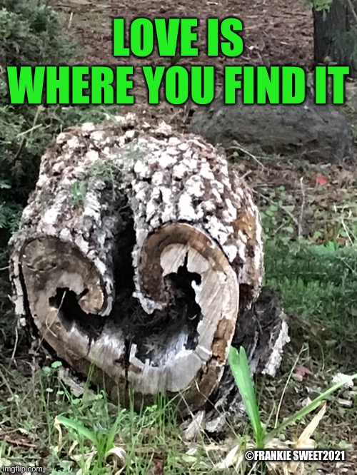 Love is where you find it |  LOVE IS WHERE YOU FIND IT; ©FRANKIE SWEET2021 | image tagged in find,search,love,heart,tree,nature | made w/ Imgflip meme maker