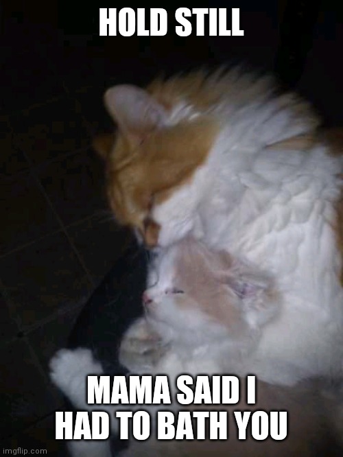 Zeus |  HOLD STILL; MAMA SAID I HAD TO BATH YOU | image tagged in zeus | made w/ Imgflip meme maker