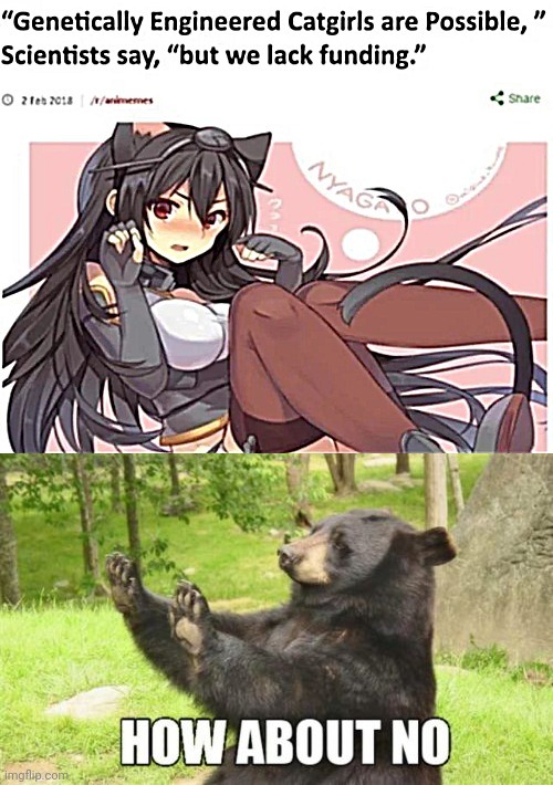 No catgirls... regular chicks are enough | image tagged in memes,how about no bear | made w/ Imgflip meme maker