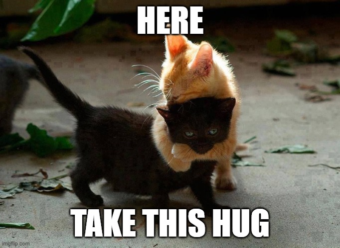 kitten hug | HERE; TAKE THIS HUG | image tagged in kitten hug | made w/ Imgflip meme maker