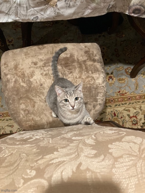 What da cat doin | made w/ Imgflip meme maker