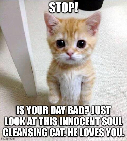 Cute Cat Meme | STOP! IS YOUR DAY BAD? JUST LOOK AT THIS INNOCENT SOUL CLEANSING CAT. HE LOVES YOU. | image tagged in memes,cute cat | made w/ Imgflip meme maker