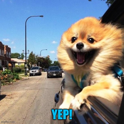 happy dog | YEP! | image tagged in happy dog | made w/ Imgflip meme maker