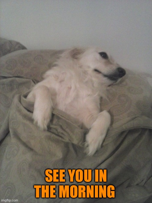 sleepy dog | SEE YOU IN THE MORNING | image tagged in sleepy dog | made w/ Imgflip meme maker