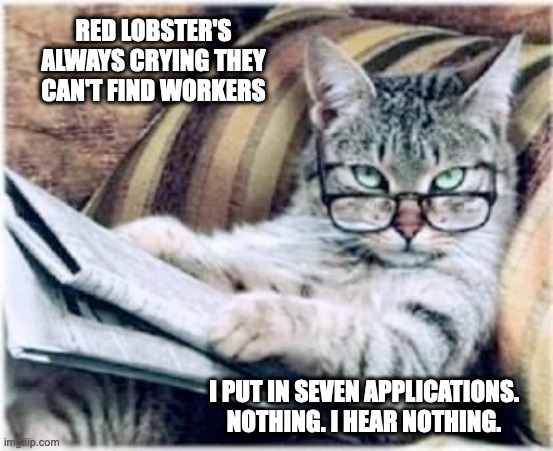 cat looking for a job at red lobster | RED LOBSTER'S ALWAYS CRYING THEY CAN'T FIND WORKERS; I PUT IN SEVEN APPLICATIONS. NOTHING. I HEAR NOTHING. | image tagged in cat,red lobster,help wanted | made w/ Imgflip meme maker