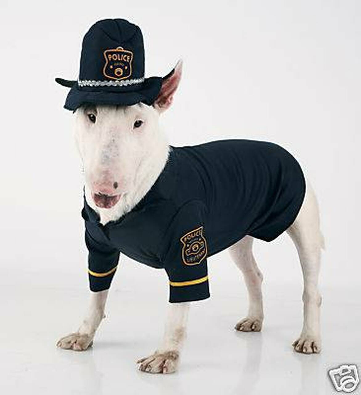 High Quality dog in cop uniform Blank Meme Template