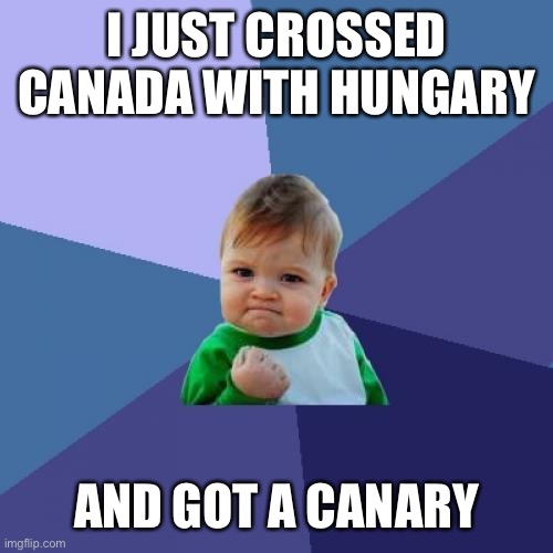 Success Kid | I JUST CROSSED CANADA WITH HUNGARY; AND GOT A CANARY | image tagged in memes,success kid | made w/ Imgflip meme maker
