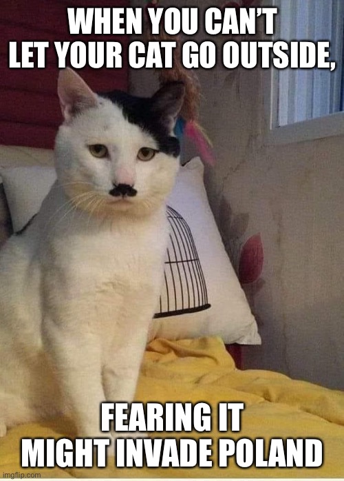 My cat looks like Hitler! Heil Kitty!! | WHEN YOU CAN’T LET YOUR CAT GO OUTSIDE, FEARING IT MIGHT INVADE POLAND | image tagged in cat,hitler,nazi,poland,invasion | made w/ Imgflip meme maker