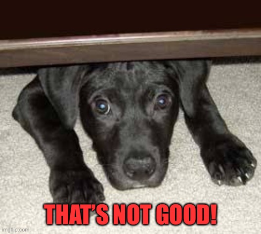 Scared dog | THAT’S NOT GOOD! | image tagged in scared dog | made w/ Imgflip meme maker