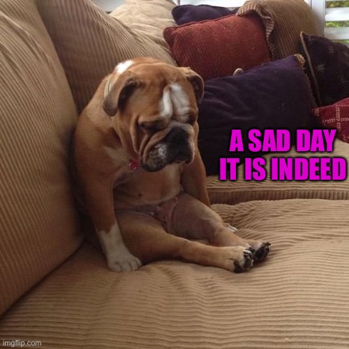 bulldogsad | A SAD DAY IT IS INDEED | image tagged in bulldogsad | made w/ Imgflip meme maker