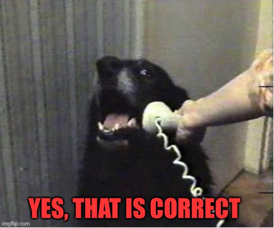 Yes this is dog | YES, THAT IS CORRECT | image tagged in yes this is dog | made w/ Imgflip meme maker