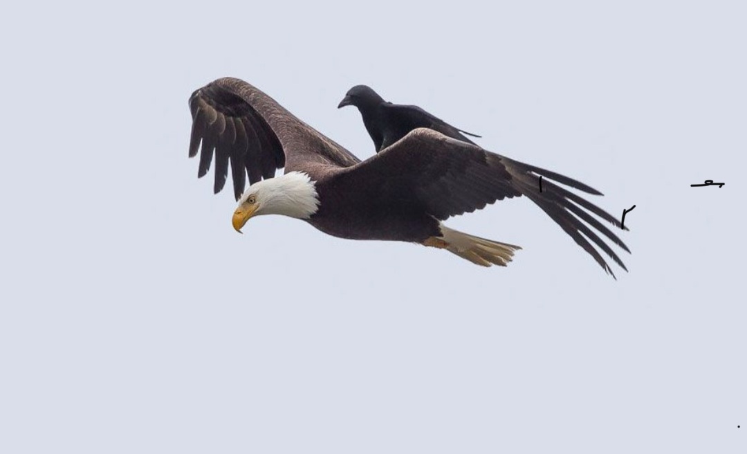 High Quality Fly eagle fly Blank Meme Template