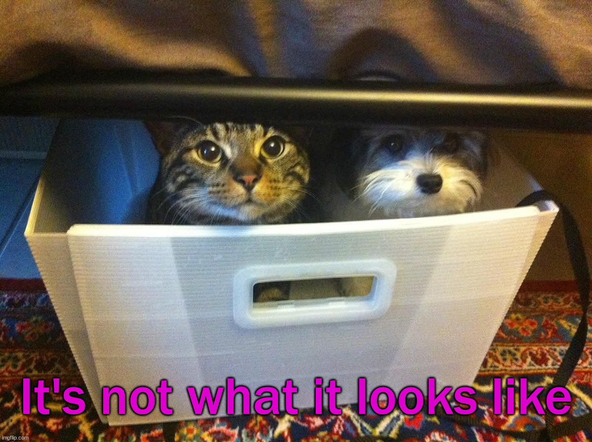 It's not what it looks like | image tagged in cats | made w/ Imgflip meme maker