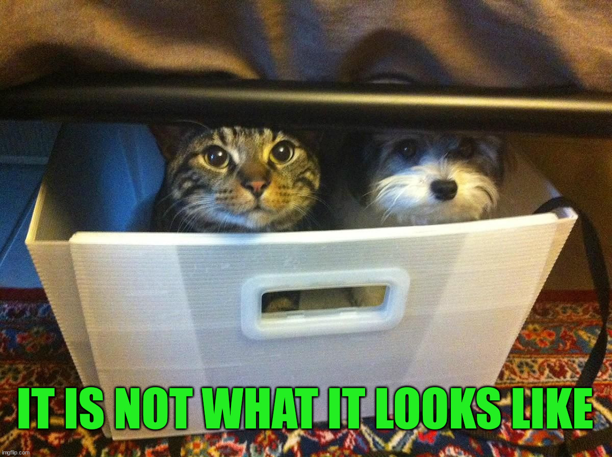 IT IS NOT WHAT IT LOOKS LIKE | image tagged in dogs | made w/ Imgflip meme maker