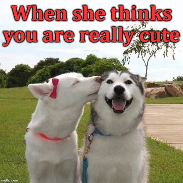 When she thinks you are really cute | image tagged in dogs | made w/ Imgflip meme maker