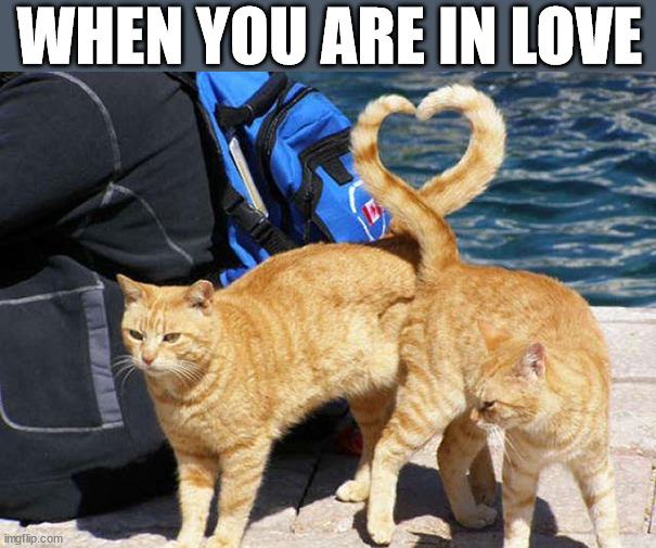 WHEN YOU ARE IN LOVE | image tagged in cats | made w/ Imgflip meme maker