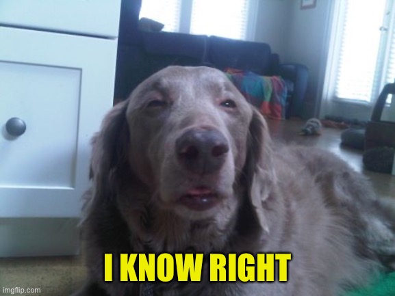 High Dog Meme | I KNOW RIGHT | image tagged in memes,high dog | made w/ Imgflip meme maker