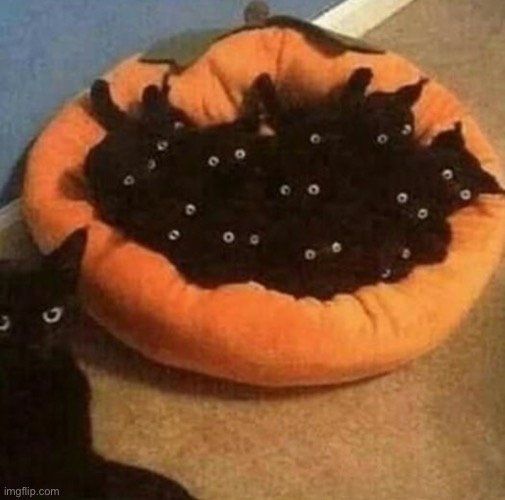 The cat void | image tagged in memes,cats | made w/ Imgflip meme maker